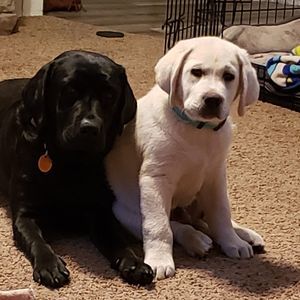 Meet your Posher, Carrie